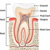 Root Canal Procedure â Top Rated Root Canal Dentist in the Bronx